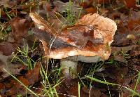 Tricholoma dryophilum image