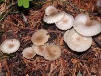 Clitocybe fragrans image