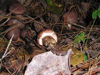 Tricholoma imbricatum image