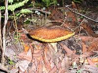 Suillus fuscotomentosus image