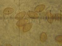 Cortinarius lilacinocolossus image