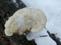 Trametes gibbosa image