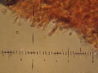Hebeloma sinapizans image