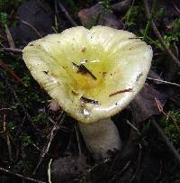 Russula postiana image