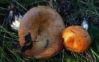 Lactarius zonarioides image