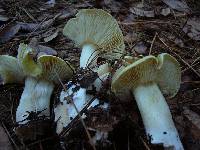 Tricholoma saponaceum image