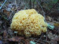 Sparassis crispa image