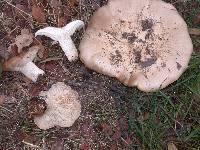 Clitocybe brunneocephala image