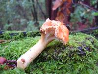 Hydnum oregonense image