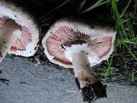 Agaricus agrinferus image