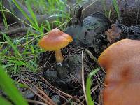 Gymnopilus sapineus image