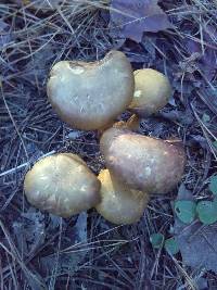 Gymnopilus luteus image