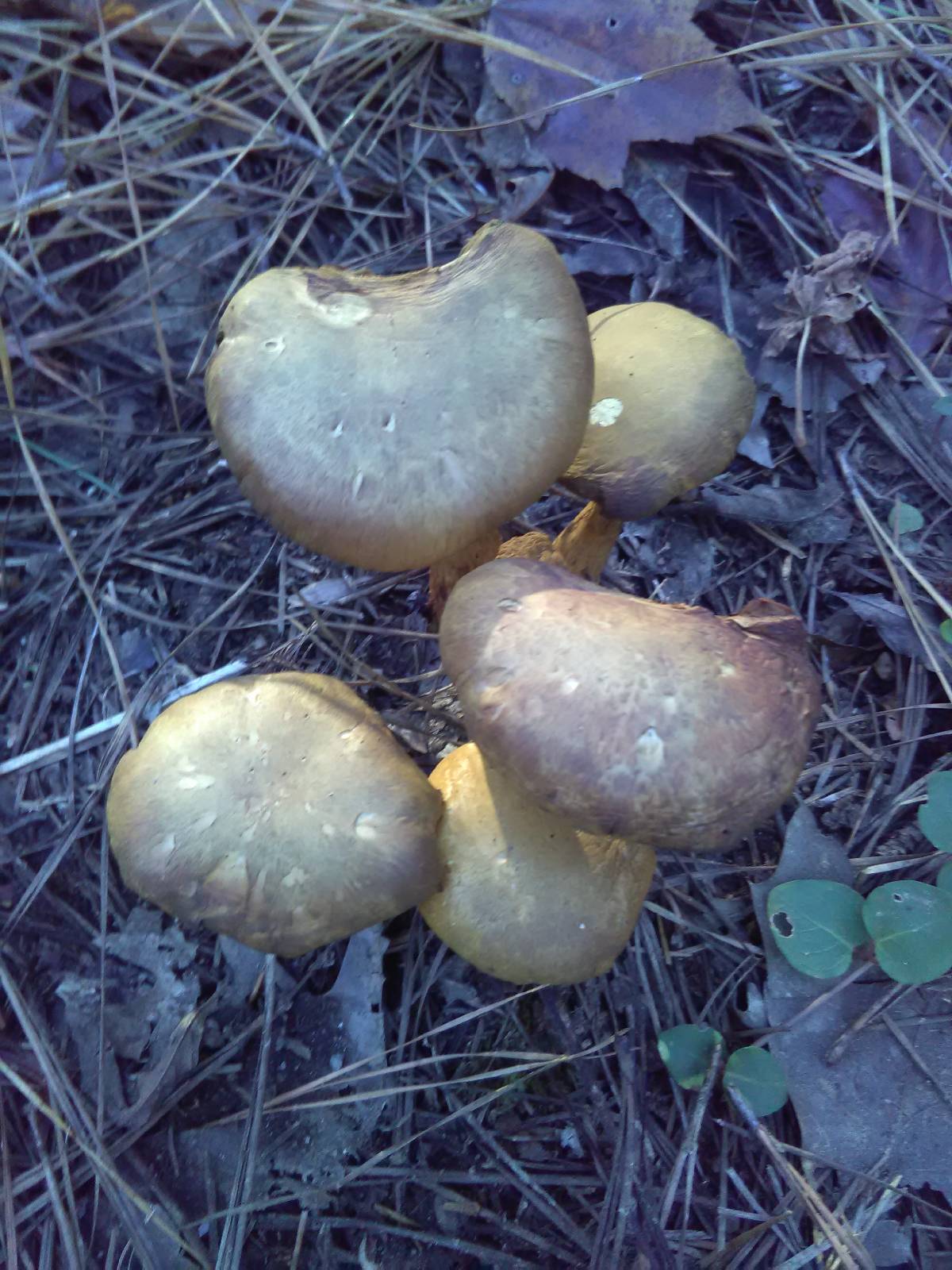 Gymnopilus luteus image