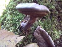 Ganoderma curtisii image