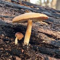 Psathyrella phegophila image