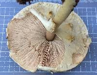 Agaricus pocillator image