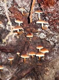 Hypholoma capnoides image