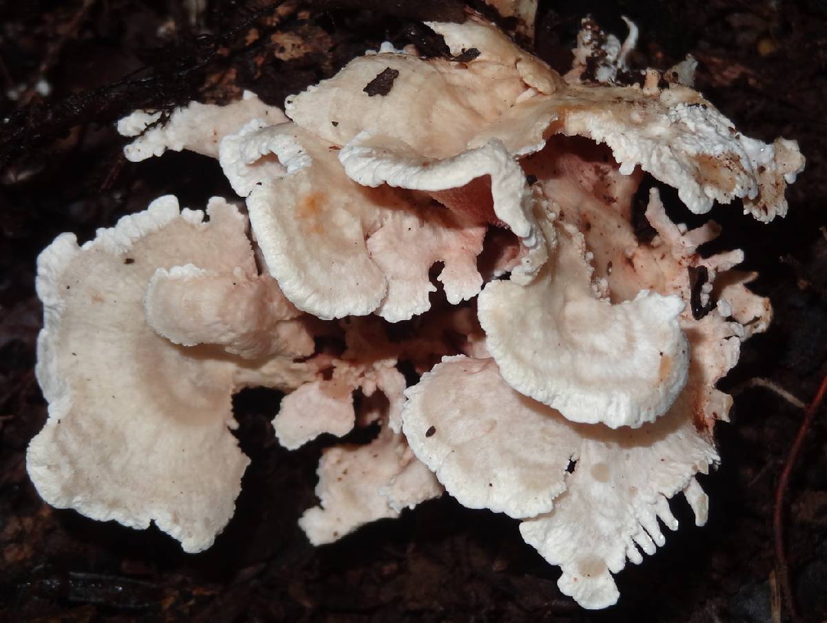 Hydnodon thelephorus image