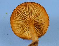 Callistosporium luteo-olivaceum image