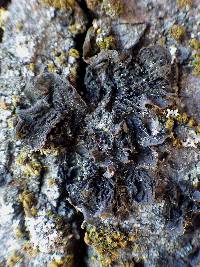 Collema furfuraceum image