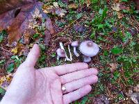 Inocybe lilacina image