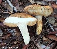 Tylopilus rhodoconius image