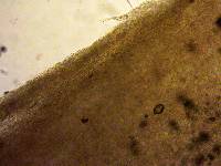 Caulorhiza umbonata image