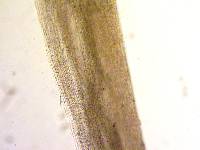 Caulorhiza umbonata image