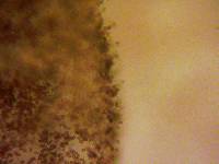 Psathyrella piluliformis image