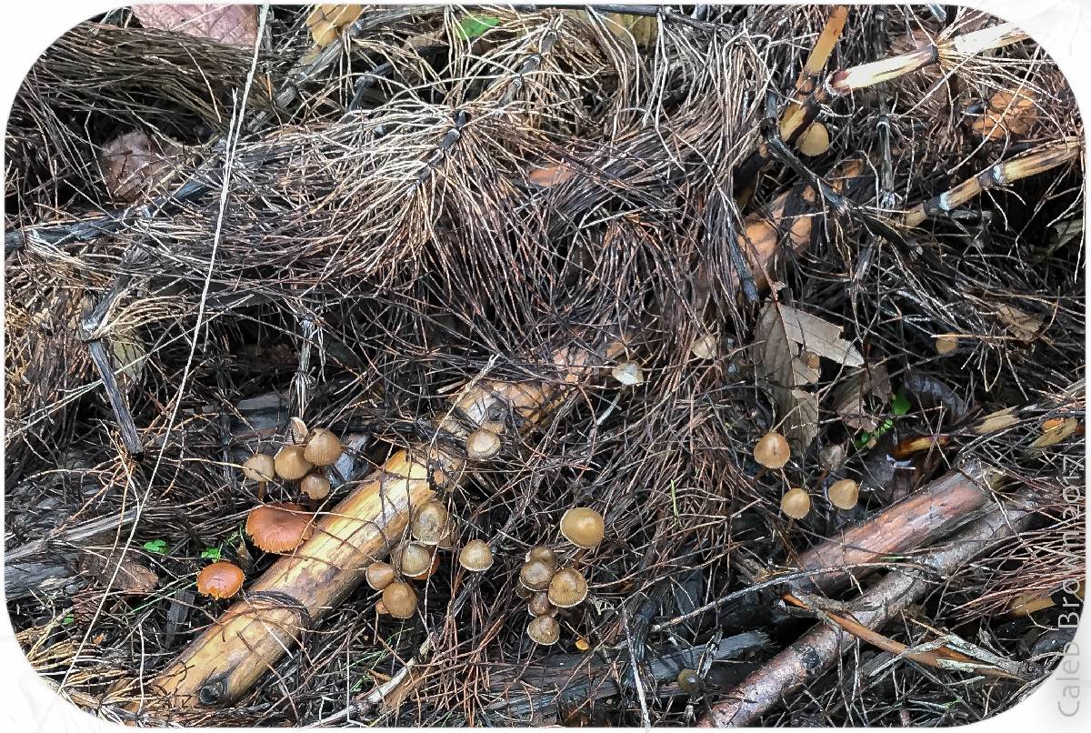 Psilocybe pelliculosa image