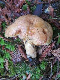 Suillus umbonatus image