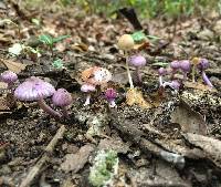 Inocybe lilacina image