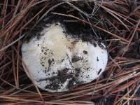 Hygrophorus gliocyclus image