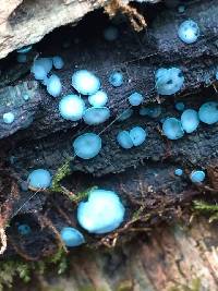 Chlorociboria aeruginosa image