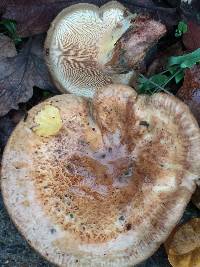 Paxillus cuprinus image