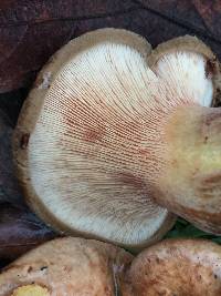 Paxillus cuprinus image