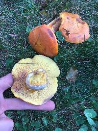 Suillus grevillei image