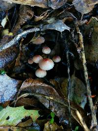 Mycena californiensis image