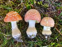 Amanita persicina image