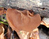 Auricularia angiospermarum image