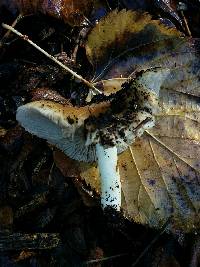 Inocybe brunnescens image