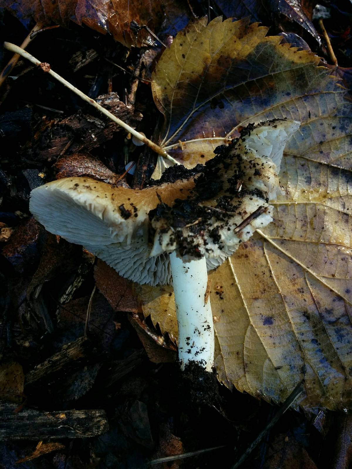 Inocybe brunnescens image