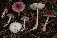 Lepiota decorata image