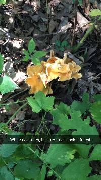 Cantharellus lateritius image