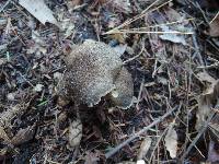 Hygrophorus camarophyllus image