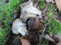 Hygrophorus camarophyllus image