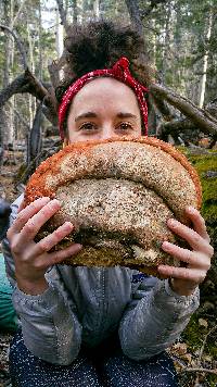 Fomitopsis schrenkii image