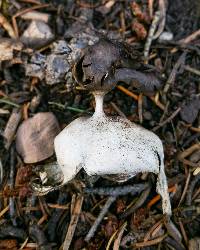 Geastrum pectinatum image