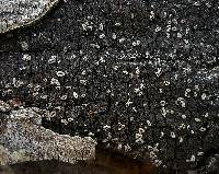 Sclerencoelia pruinosa image