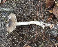 Amanita sect. Vaginatae image